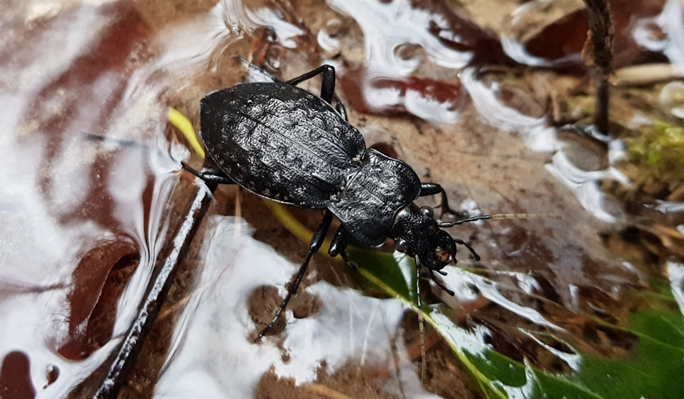Carabus nodulosus - CC-BY - Mickaël Blanc