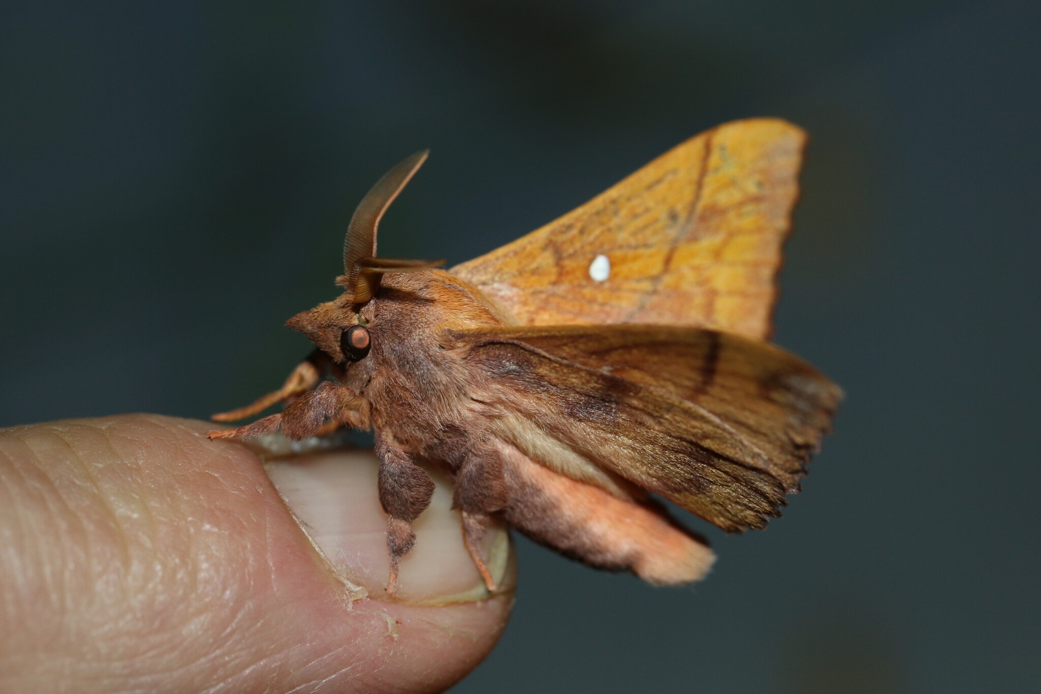 Odonestis pruni - CC-BY-NC - Tommy Andriollo